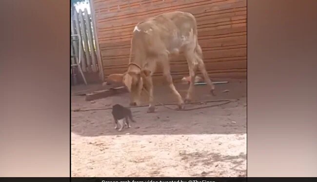Cow Jumped In The Air And Fell Badly On The Ground When Cat Hit The Paw Cat Fight With Cow Watch Funny Viral Video