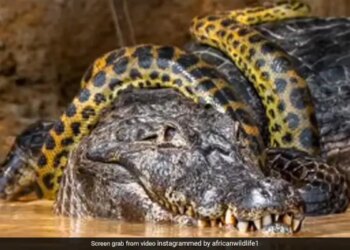 Giant Anaconda Wrapped Around Alligator Brutal Fight For Survival Internet Shocked Watch Viral Video