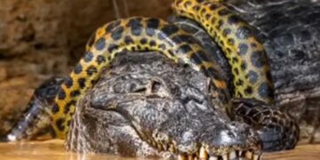Giant Anaconda Wrapped Around Alligator Brutal Fight For Survival Internet Shocked Watch Viral Video