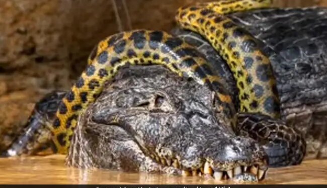 Giant Anaconda Wrapped Around Alligator Brutal Fight For Survival Internet Shocked Watch Viral Video