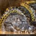 Giant Anaconda Wrapped Around Alligator Brutal Fight For Survival Internet Shocked Watch Viral Video