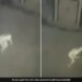 Mysterious Pale Figure Captured In CCTV Footage, Paranormal Enthusiasts Discuss The Pale Figure In Video