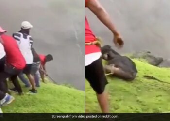 People Risk Their Life To Save Cow Internet Praises Efforts Watch Viral Video