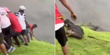People Risk Their Life To Save Cow Internet Praises Efforts Watch Viral Video