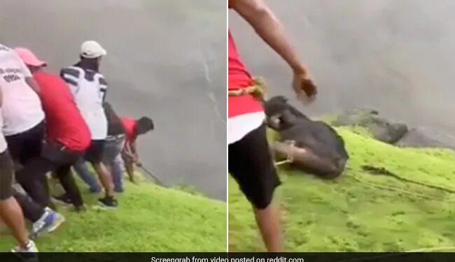 People Risk Their Life To Save Cow Internet Praises Efforts Watch Viral Video