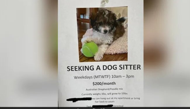 "बेबीसिटर" के बाद आया "डॉगसिटर" का जमाना, नौकरी के लिए दिए जा रहे विज्ञापन