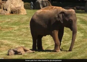 The Child Was Sleeping, The Mother Was Afraid Of Something Untoward, In Such A Situation, A Person Was Called For Help, 1 Crore People Became Emotional