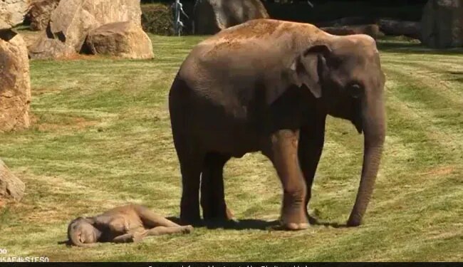 The Child Was Sleeping, The Mother Was Afraid Of Something Untoward, In Such A Situation, A Person Was Called For Help, 1 Crore People Became Emotional