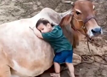 Video Of Little Kid Playing With Cow | Cow And Little Kid Playing Video Viral | Little Boy Is Playing With Cow