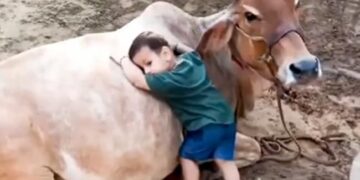 Video Of Little Kid Playing With Cow | Cow And Little Kid Playing Video Viral | Little Boy Is Playing With Cow
