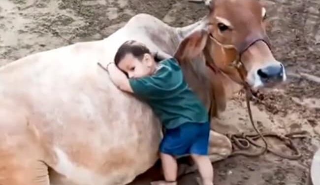 Video Of Little Kid Playing With Cow | Cow And Little Kid Playing Video Viral | Little Boy Is Playing With Cow