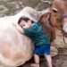 Video Of Little Kid Playing With Cow | Cow And Little Kid Playing Video Viral | Little Boy Is Playing With Cow