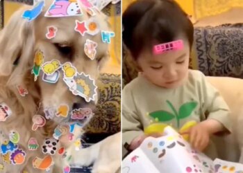 Various Stickers Put On Doggys Body, This Girl Playing A Wonderful Game, See Viral Video