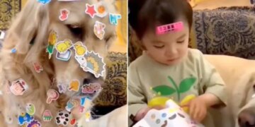 Various Stickers Put On Doggys Body, This Girl Playing A Wonderful Game, See Viral Video
