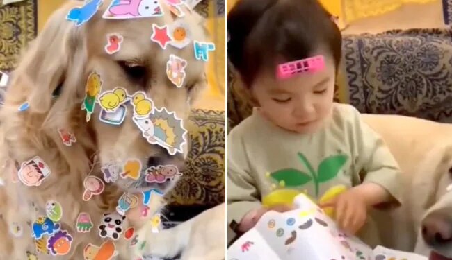 Various Stickers Put On Doggys Body, This Girl Playing A Wonderful Game, See Viral Video