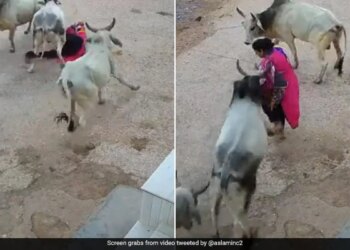 Bull Attack On Woman Slammed Her On Road In Rajasthan Cctv Footage Goes Viral