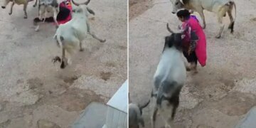 Bull Attack On Woman Slammed Her On Road In Rajasthan Cctv Footage Goes Viral