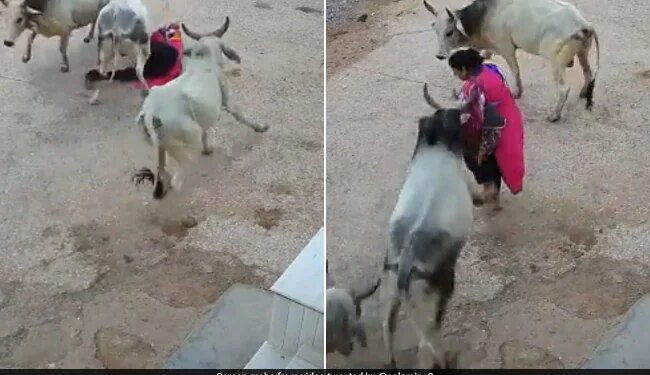 Bull Attack On Woman Slammed Her On Road In Rajasthan Cctv Footage Goes Viral