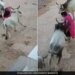Bull Attack On Woman Slammed Her On Road In Rajasthan Cctv Footage Goes Viral