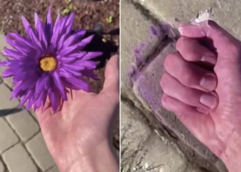 Watch Mind Blowing Optical Illusion Video | Magical Art Viral Video Will Stop Brain See How