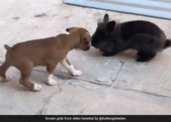 Puppy Started Jumping High In The Air On Seeing The Rabbit Then Angry Rabbit Did This Watch Cute Video