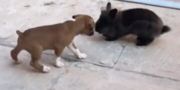 Puppy Started Jumping High In The Air On Seeing The Rabbit Then Angry Rabbit Did This Watch Cute Video