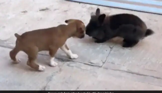 Puppy Started Jumping High In The Air On Seeing The Rabbit Then Angry Rabbit Did This Watch Cute Video