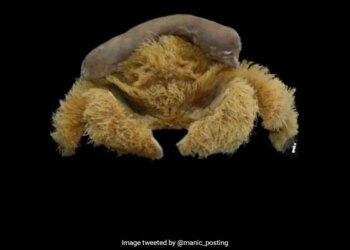 Scientists Have Discovered Such A Crab, Which Has Hair On Its Body And A Cap On Its Head, It Is Like A Teddy Bear