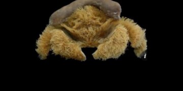 Scientists Have Discovered Such A Crab, Which Has Hair On Its Body And A Cap On Its Head, It Is Like A Teddy Bear