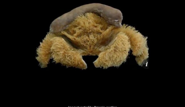 Scientists Have Discovered Such A Crab, Which Has Hair On Its Body And A Cap On Its Head, It Is Like A Teddy Bear