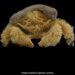 Scientists Have Discovered Such A Crab, Which Has Hair On Its Body And A Cap On Its Head, It Is Like A Teddy Bear