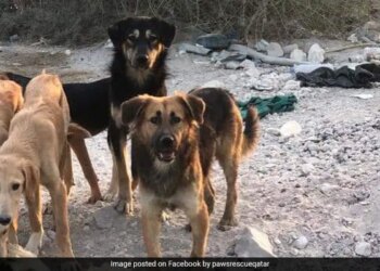 Armed Freaks Killed 29 Dogs In Qatar, A Huge Uproar On Social Media