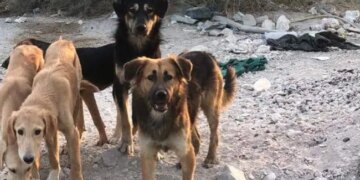 Armed Freaks Killed 29 Dogs In Qatar, A Huge Uproar On Social Media