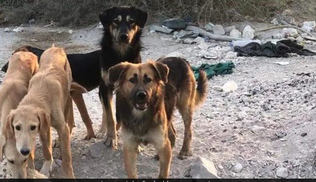 Armed Freaks Killed 29 Dogs In Qatar, A Huge Uproar On Social Media