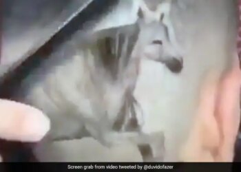 Man Made A Weird Hairstyle Got A Horse Made On His Head Will Not Stop Laughing After Watching This Funny Viral Video