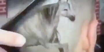 Man Made A Weird Hairstyle Got A Horse Made On His Head Will Not Stop Laughing After Watching This Funny Viral Video