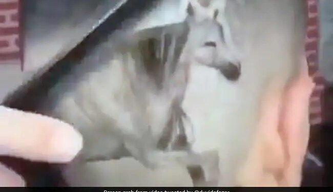 Man Made A Weird Hairstyle Got A Horse Made On His Head Will Not Stop Laughing After Watching This Funny Viral Video