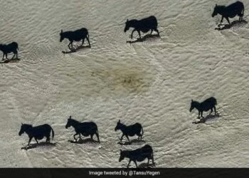 इन तस्वीरों को देखने के बाद घोड़ा समझने की भूल मत कर देना, इनकी सच्चाई ही कुछ और है