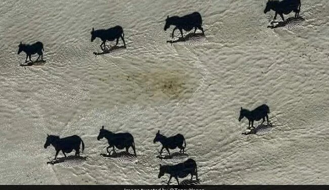 इन तस्वीरों को देखने के बाद घोड़ा समझने की भूल मत कर देना, इनकी सच्चाई ही कुछ और है