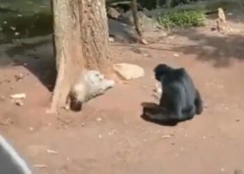 जंगल में बोर हो रहा था चिंपांजी तभी की ऐसी हरकत कि देख हंस-हंस कर लोटपोट हो जाएंगे आप