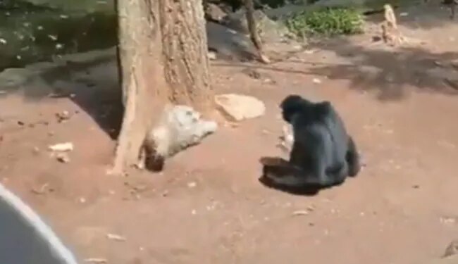 जंगल में बोर हो रहा था चिंपांजी तभी की ऐसी हरकत कि देख हंस-हंस कर लोटपोट हो जाएंगे आप