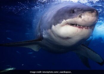 Shark Attacks On Girl Near Beach Brother Pulls Her Out From Its Jaws In Florida