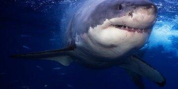 Shark Attacks On Girl Near Beach Brother Pulls Her Out From Its Jaws In Florida