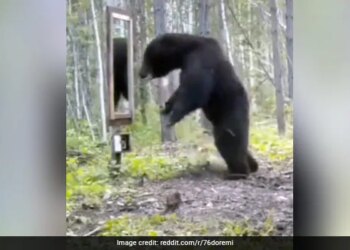 Bear Sees Its Reflection In Mirror Terribly Scared Then What Happened Next Leaves Internet In Splits Watch Video
