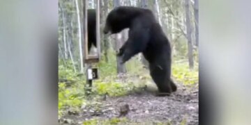 Bear Sees Its Reflection In Mirror Terribly Scared Then What Happened Next Leaves Internet In Splits Watch Video