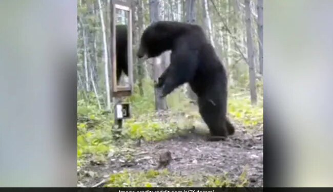 Bear Sees Its Reflection In Mirror Terribly Scared Then What Happened Next Leaves Internet In Splits Watch Video