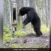 Bear Sees Its Reflection In Mirror Terribly Scared Then What Happened Next Leaves Internet In Splits Watch Video