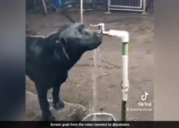 Dog Turning Off Tap After Drinking Water Internet Says Humans Should Learn Watch Viral Video – कुत्ते ने नल खोलकर पिया पानी, फिर खुद ही बंद भी कर दिया, IPS बोला- डॉगी से सीखना चाहिए
