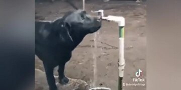 Dog Turning Off Tap After Drinking Water Internet Says Humans Should Learn Watch Viral Video – कुत्ते ने नल खोलकर पिया पानी, फिर खुद ही बंद भी कर दिया, IPS बोला- डॉगी से सीखना चाहिए