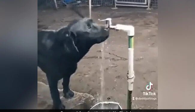 Dog Turning Off Tap After Drinking Water Internet Says Humans Should Learn Watch Viral Video – कुत्ते ने नल खोलकर पिया पानी, फिर खुद ही बंद भी कर दिया, IPS बोला- डॉगी से सीखना चाहिए